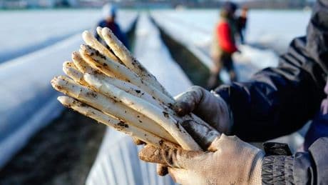 Lebensmittel: Jetzt können Verbraucher günstig Spargel kaufen