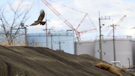 Japan to use radioactive soil from Fukushima on flowerbeds outside PM's office