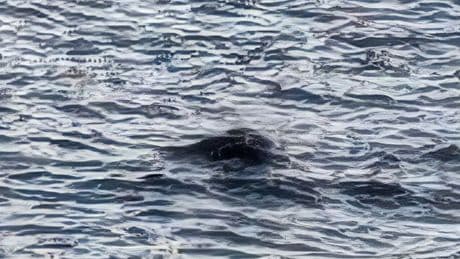 Loch Ness Monster spotted for second time this year with sinister recording