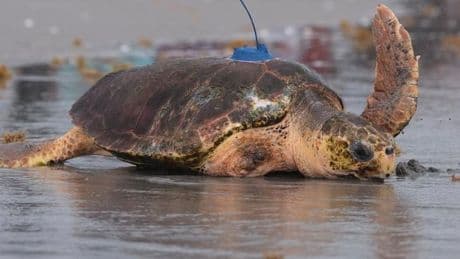 Schildkröte „Dilly Dally“ nach Flossenamputation zurück im Atlantik
