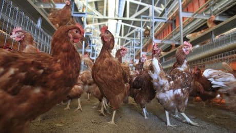 Letters to the Editor: Trump administration is cherry-picking science in cage-free-egg lawsuit