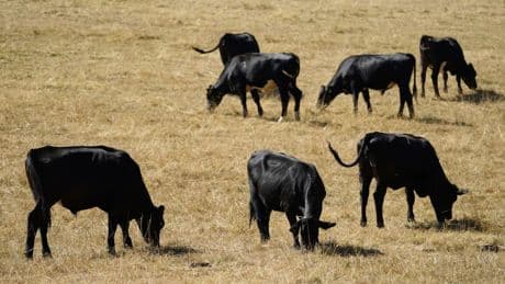£45m for technology such as fruit picking robots and cow ‘Fitbits’ on farms
