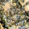 Honig aus dem Garten: Nicht nur an Honig denken: Kritik am privaten Bienen-Boom