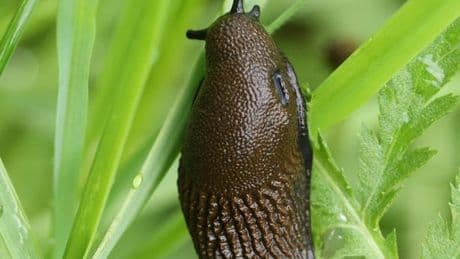 Gardeners told to leave one fruit on the ground to stop slugs destroying plants