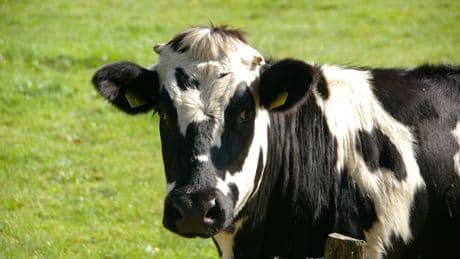 España acepta su primera vaca como animal de compañía gracias a la ley animalista
