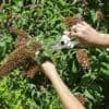 Protéger les cassis, tailler les arbres aux papillons… Voici dix gestes à faire en juillet au jardin