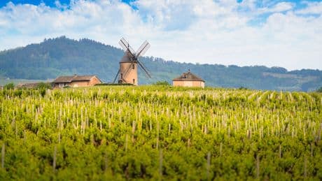 «À l’export, ils en veulent toujours plus !» : pourquoi le Beaujolais va devenir l’une des plus grandes régions viticoles de France