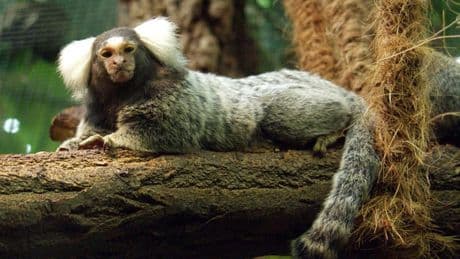 Bordeaux: des singes de laboratoire dans la nature après une intrusion dans un centre de recherche