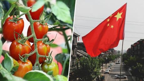 Extremadura se las prometía muy felices con su potente industria del tomate españo. Hasta que llegó China