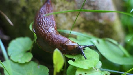 Experten verraten: So halten Sie Schnecken effektiv aus dem Garten fern