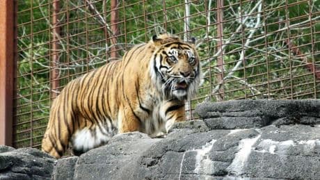 Un zoo de Dinamarca pide donar mascotas para dar de comer a sus tigres y leones