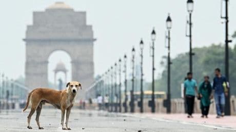 En Inde, le débat passionné autour des chiens errants