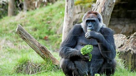 Que ferait un gorille face à 100 hommes ?