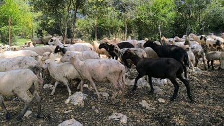 Osmaniyeli besiciler kurbanlık maliyetlerinden dertli: "Artık küçükbaşa bile ortak giriliyor"