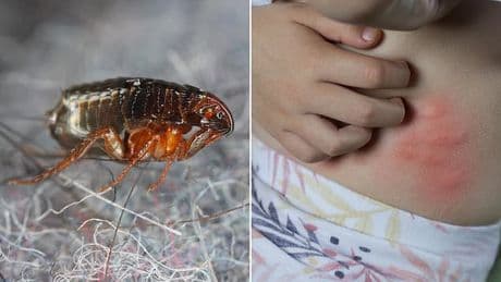 Attack of the fleas: Experts warn warm weather has caused an 'explosion' of parasites in UK homes - and you don't even need a pet to be infested