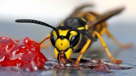Aufhängen: Ungewöhnliches Mittel hält Wespen von der Terrasse fern