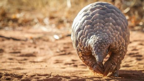 The fight to save ‘adorably odd’ mammal from edge of extinction