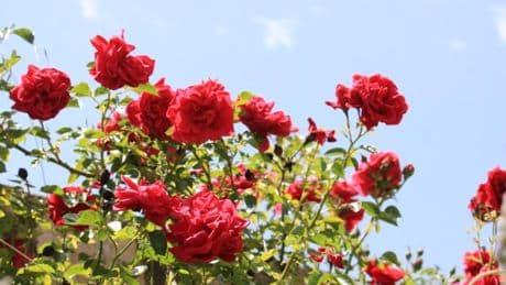 El lenguaje de las rosas, un jardín que susurra