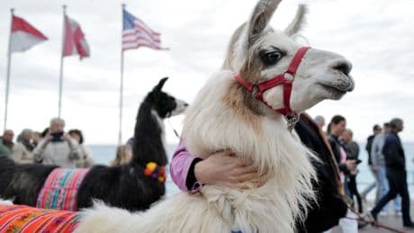 This fuzzy animal friend may be the key to treating schizophrenia