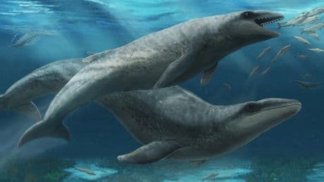 Terrifying ‘shark whale’ with mouth full of razor sharp teeth from 26million years ago is discovered in Australia