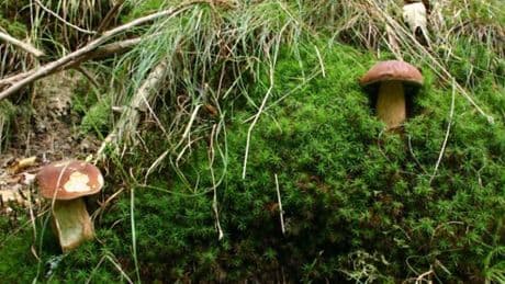 Raccolta funghi nell’entroterra, tolleranza zero: “Pass obbligatori e massimo 3 kg a testa”