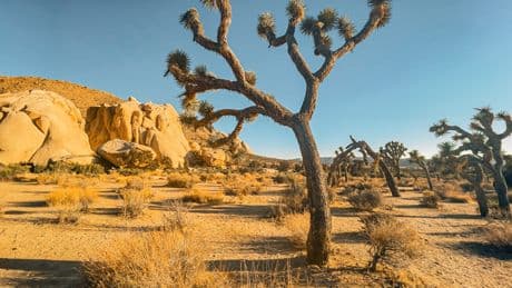 I've lived near Joshua Tree National Park for almost 20 years. These are the 5 most common mistakes I see visitors make.
