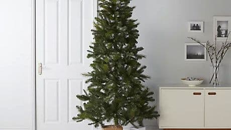 Labour MP used taxpayers’ cash to buy 7ft Christmas tree and pot plants