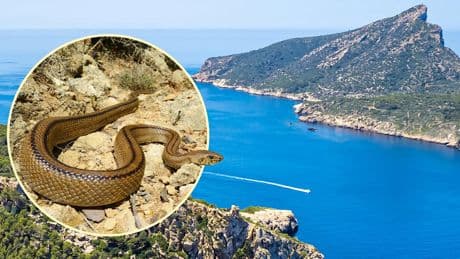 Behörden stellen hunderte Fallen auf - Schlangenplage auf Mallorca