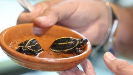 Zwei Exemplare einer vom Aussterben bedrohter Schildkröten-Art auf Korsika geschlüpft