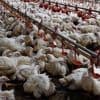 Grippe aviaire : la Chine suspend ses importations de poulet brésilien