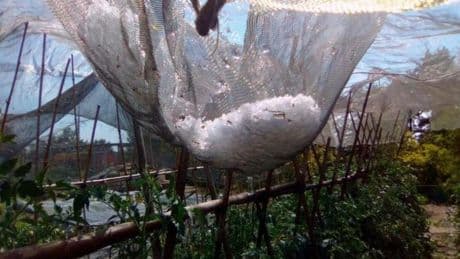 La primera tormenta de granizo de la campaña causa graves daños en los frutales de Lleida
