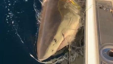 World's biggest great white shark 'heads toward Nova Scotia' in major update for tourists