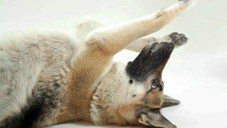 Los perros más jóvenes, los más mayores y algunas razas tienen más predisposición a diarreas