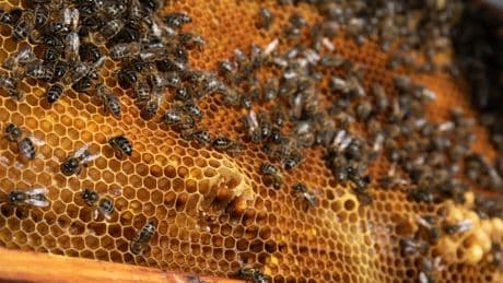 Detenido un apicultor de 70 años por agredir a dos Mossos con centenares de abejas como venganza por un control de alcoholemia