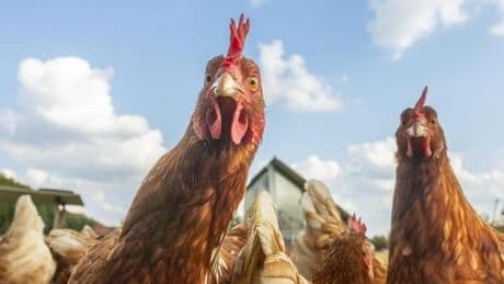 Ein Huhn, zwei Jobs – ist das die Zukunft im Hühnerstall?