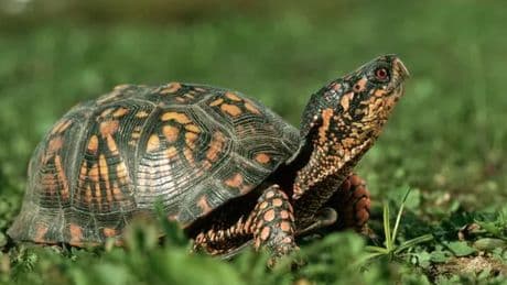 Man caught smuggling 850 turtles worth £1million into Hong Kong in socks