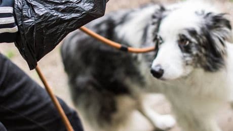 Duisburg plant Kotbeutel-Pflicht: „Tonne sucht Haufen“ – Wie NRW-Städte Hundebesitzer in die Verantwortung nehmen