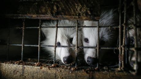 The incredible global collapse of fur production, explained in one chart