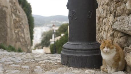 Un estudio europeo pone cifras a la dirofilariosis felina en España: un 4,2% albergan el parásito