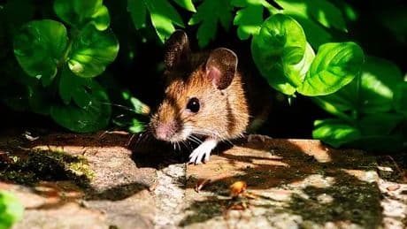 Mice 'stay away' from the garden with bargain homemade repellent they hate