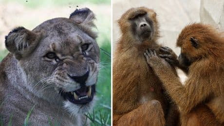 Zoo kills 12 healthy baboons to ease overcrowding - and feeds their remains to lions