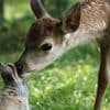 Neu im Kino: „Bambi“-Neuverfilmung: Statt Disney-Zauber Natur pur