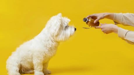 El uso de aceite de coco para perros: ¿moda natural o riesgo innecesario?