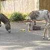 'Green' council's eco-bins cause donkey invasion of New Forest village provoking furious backlash