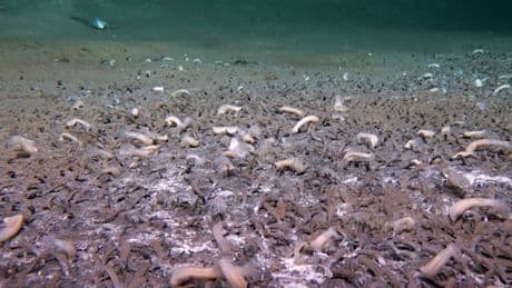 Spektakuläre Entdeckung im Marianengraben