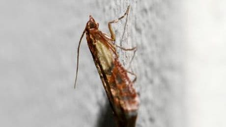 Lebensmittelmotten in der Küche: Was tun? Einfache Tipps gegen die Insekten
