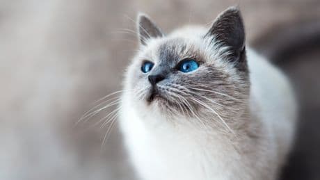 Cats Have Given Alzheimer's Scientists Hope For Breakthrough Research