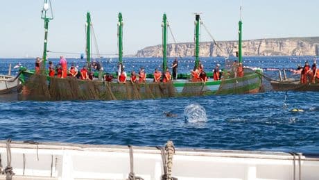 La huelga de inspectores de pesca amenaza la campaña del atún rojo