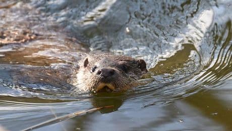 Tierschutz: VGH entscheidet: keine Tötung von Fischottern in Oberfranken