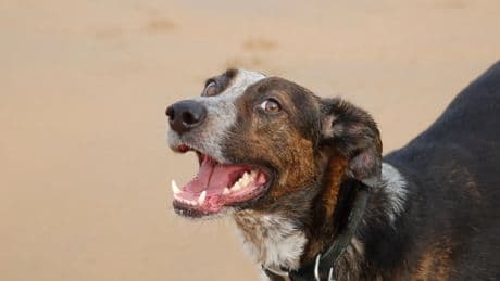 Ainhoa Arteta y Alejandra Botto abanderan el Día del Perro sin Raza en España